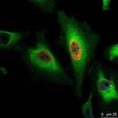 Anti BrdU Antibody, clone AbD33758kg (Monoclonal Antibody Antibody) gallery image 2