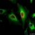 Anti BrdU Antibody, clone AbD33758kg (Monoclonal Antibody Antibody) thumbnail image 2