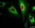 Anti BrdU Antibody, clone AbD33758kg (Monoclonal Antibody Antibody) thumbnail image 2