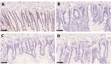 Anti BrdU Antibody, clone AbD33758kg (Monoclonal Antibody Antibody) gallery image 4