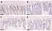 Anti BrdU Antibody, clone AbD33758kg (Monoclonal Antibody Antibody) thumbnail image 4