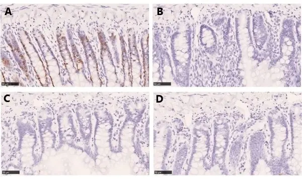 Anti BrdU Antibody, clone AbD33758kg (Monoclonal Antibody Antibody) gallery image 4
