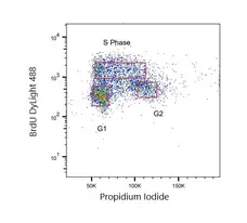 Anti BrdU Antibody, clone AbD33761kd (Monoclonal Antibody Antibody) gallery image 1
