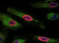 Anti BrdU Antibody, clone AbD33761kd (Monoclonal Antibody Antibody) gallery image 2