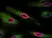 Anti BrdU Antibody, clone AbD33761kd (Monoclonal Antibody Antibody) thumbnail image 2
