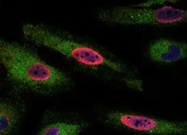 Anti BrdU Antibody, clone AbD33761kd (Monoclonal Antibody Antibody) gallery image 2