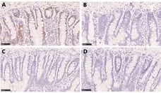 Anti BrdU Antibody, clone AbD33761kd (Monoclonal Antibody Antibody) gallery image 4