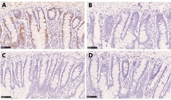 Anti BrdU Antibody, clone AbD33761kd (Monoclonal Antibody Antibody) gallery image 4