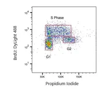 Anti BrdU Antibody, clone AbD33761kg (Monoclonal Antibody Antibody) gallery image 1