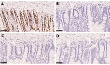 Anti BrdU Antibody, clone AbD33761kg (Monoclonal Antibody Antibody) gallery image 3