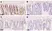 Anti BrdU Antibody, clone AbD33761kg (Monoclonal Antibody Antibody) thumbnail image 3