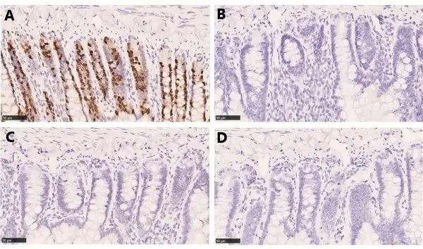 Anti BrdU Antibody, clone AbD33761kg (Monoclonal Antibody Antibody) gallery image 3
