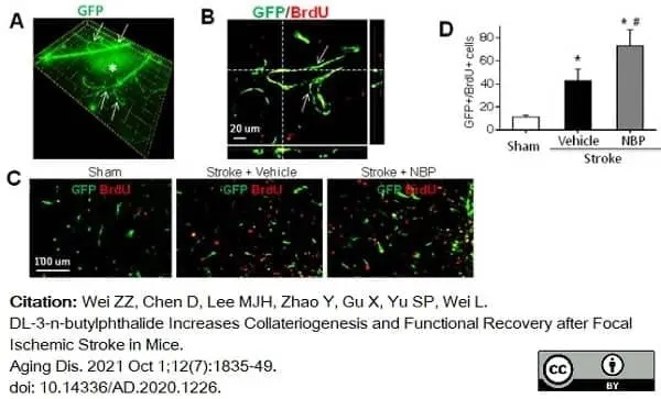 Anti BrdU Antibody, clone Bu20a gallery image 10