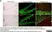 Anti BrdU Antibody, clone Bu20a thumbnail image 3