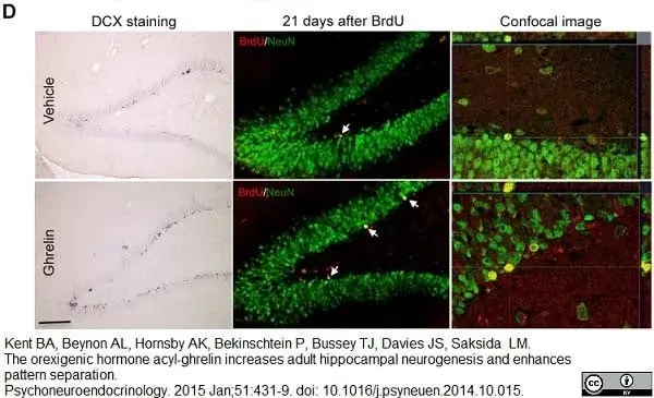 Anti BrdU Antibody, clone Bu20a gallery image 3
