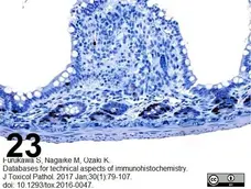 Anti BrdU Antibody, clone Bu20a gallery image 5
