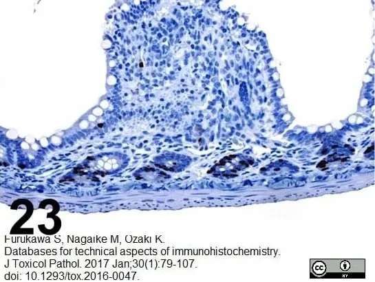 Anti BrdU Antibody, clone Bu20a gallery image 5