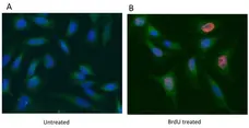 Anti BrdU Antibody, clone Bu20a gallery image 6