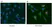 Anti BrdU Antibody, clone Bu20a thumbnail image 6