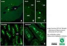 Anti BrdU Antibody, clone Bu20a gallery image 9