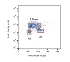 Anti BrdU Antibody, clone RF04-2 (Monoclonal Antibody Antibody) gallery image 1