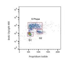 Anti BrdU Antibody, clone RF04-2 (Monoclonal Antibody Antibody) gallery image 2