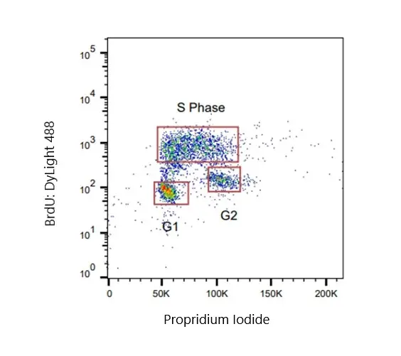 Anti BrdU Antibody, clone RF04-2 (Monoclonal Antibody Antibody) gallery image 2