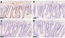 Anti BrdU Antibody, clone RF04-2 (Monoclonal Antibody Antibody) gallery image 3