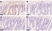 Anti BrdU Antibody, clone RF04-2 (Monoclonal Antibody Antibody) thumbnail image 3