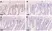 Anti BrdU Antibody, clone RF04-2 (Monoclonal Antibody Antibody) thumbnail image 3
