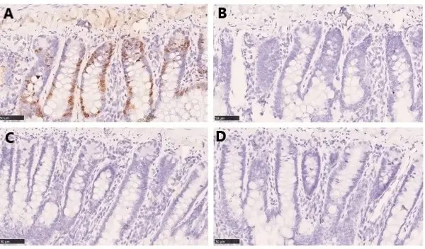 Anti BrdU Antibody, clone RF04-2 (Monoclonal Antibody Antibody) gallery image 3