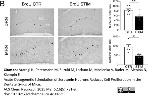 Anti BrdU Antibody, clone RF04-2 (Monoclonal Antibody Antibody) gallery image 5