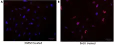 Anti BrdU Antibody, clone RF06 (Monoclonal Antibody Antibody) gallery image 1