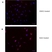Anti BrdU Antibody, clone RF06 (Monoclonal Antibody Antibody) thumbnail image 1