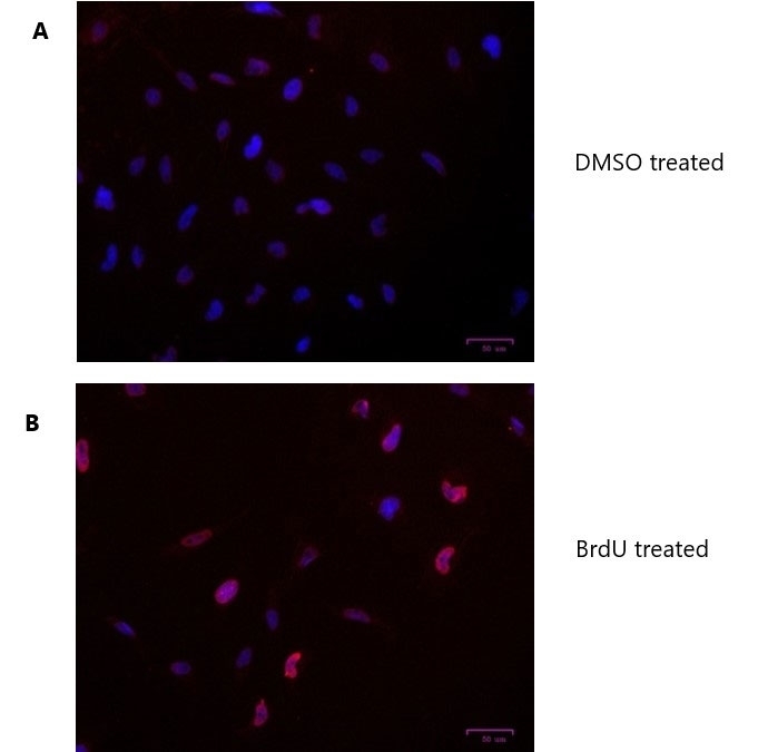 Anti BrdU Antibody, clone RF06 (Monoclonal Antibody Antibody) gallery image 1
