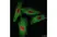 Anti BrdU Antibody, clone RF06 (Monoclonal Antibody Antibody) thumbnail image 2