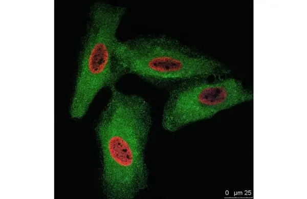 Anti BrdU Antibody, clone RF06 (Monoclonal Antibody Antibody) gallery image 2