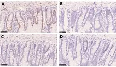 Anti BrdU Antibody, clone RF06 (Monoclonal Antibody Antibody) gallery image 3