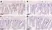 Anti BrdU Antibody, clone RF06 (Monoclonal Antibody Antibody) thumbnail image 3
