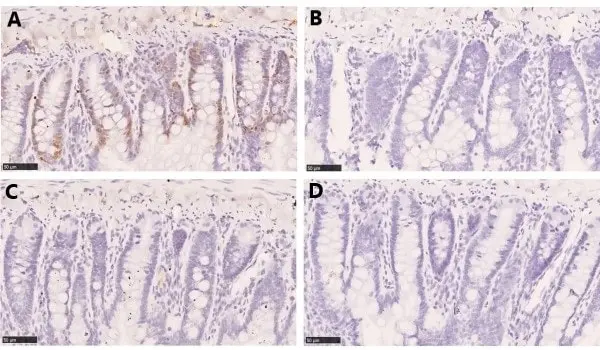 Anti BrdU Antibody, clone RF06 (Monoclonal Antibody Antibody) gallery image 3