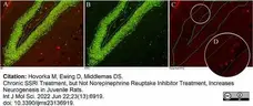 Anti BrdU Antibody, clone RF06 (Monoclonal Antibody Antibody) gallery image 4