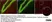 Anti BrdU Antibody, clone RF06 (Monoclonal Antibody Antibody) thumbnail image 4