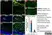 Anti BrdU Antibody, clone RF06 (Monoclonal Antibody Antibody) thumbnail image 5