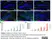 Anti BrdU Antibody, clone RF06 (Monoclonal Antibody Antibody) thumbnail image 6