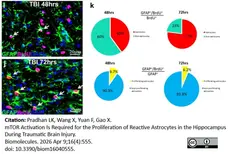 Anti BrdU Antibody, clone RF06 (Monoclonal Antibody Antibody) gallery image 7