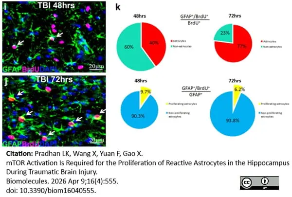 Anti BrdU Antibody, clone RF06 (Monoclonal Antibody Antibody) gallery image 7