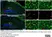 Anti BrdU Antibody, clone RF06 (Monoclonal Antibody Antibody) thumbnail image 8