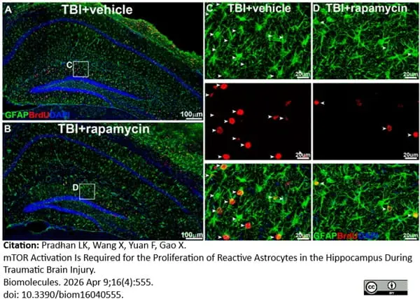 Anti BrdU Antibody, clone RF06 (Monoclonal Antibody Antibody) gallery image 8