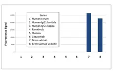 Anti Brentuximab Vedotin Antibody, clone AbD39650ia gallery image 1