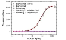 Anti Brentuximab Vedotin Antibody, clone AbD39655ia gallery image 2